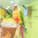 ウロコインコ